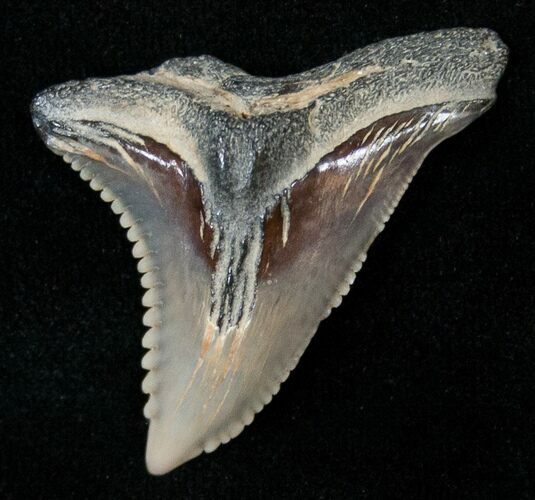 Beautiful Hemipristis Shark Tooth Fossil #15330